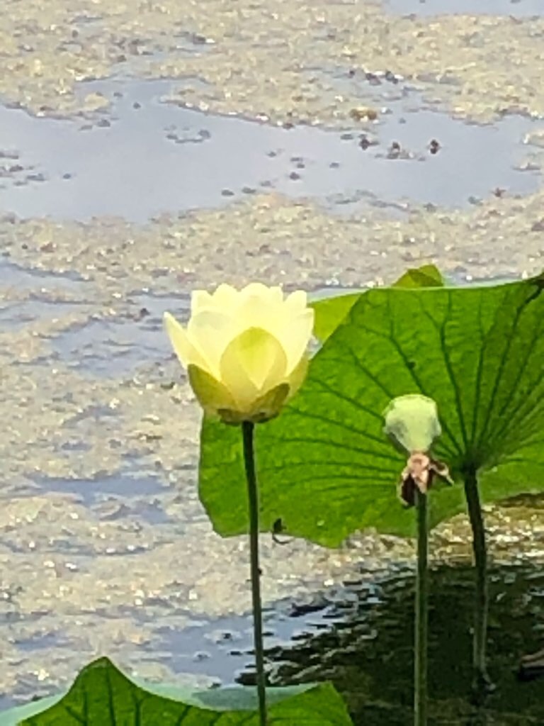 f:id:Toshibo:20210728123251j:image