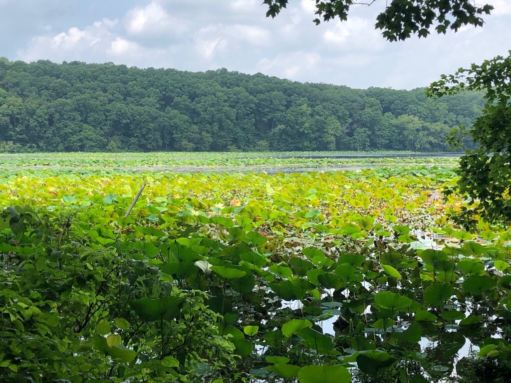 f:id:Toshibo:20210728123254j:image