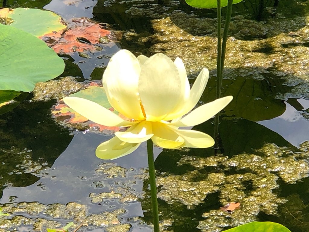 f:id:Toshibo:20210728123258j:image