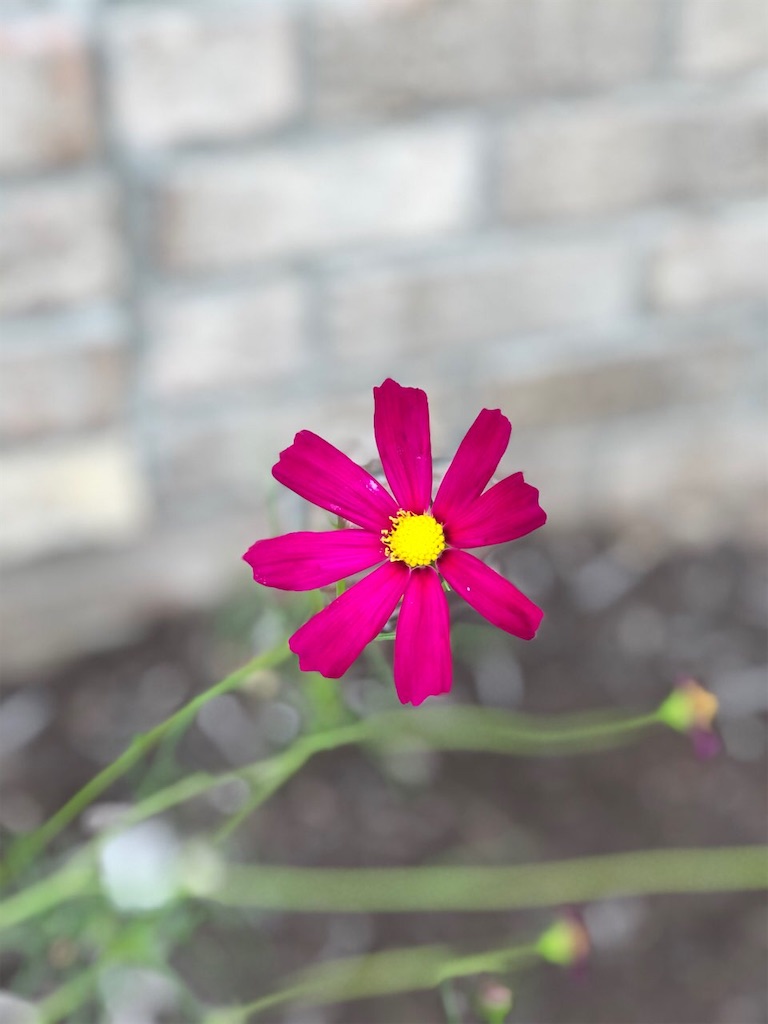 f:id:Toshibo:20210805220042j:image