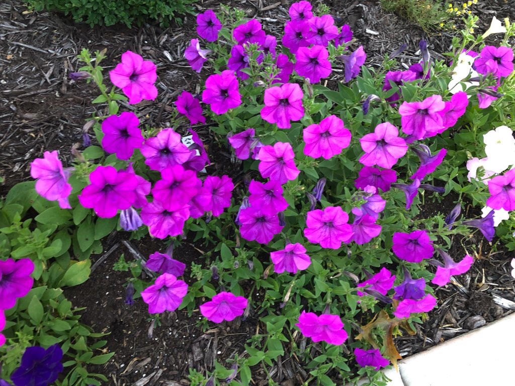 f:id:Toshibo:20210807122930j:image f:id:Toshibo:20210807122930j:image