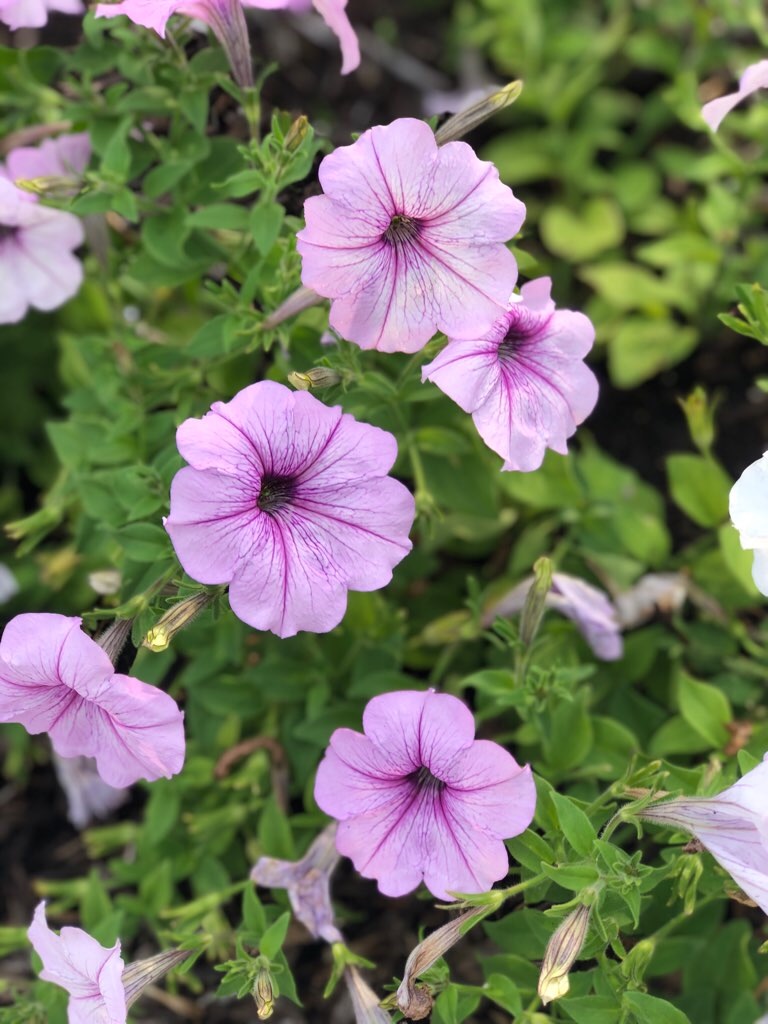 f:id:Toshibo:20210807123030j:image f:id:Toshibo:20210807123030j:image