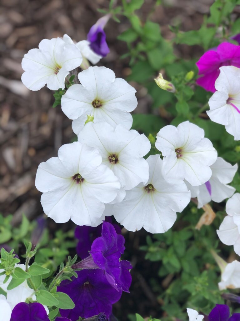 f:id:Toshibo:20210807123033j:image f:id:Toshibo:20210807123033j:image