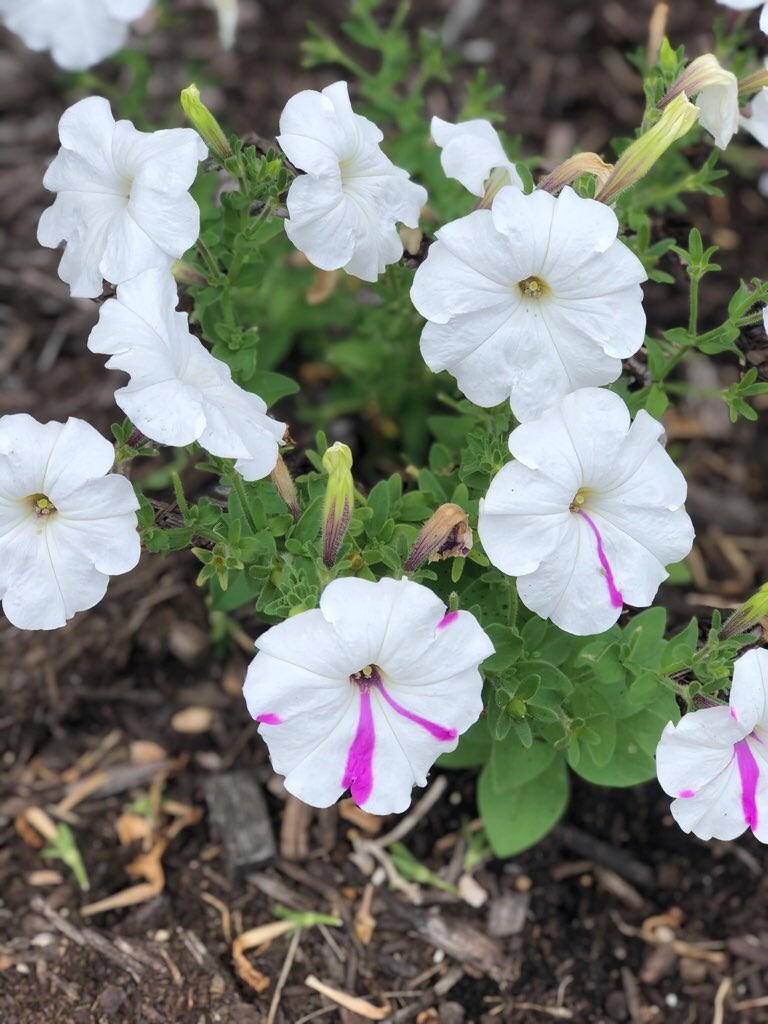 f:id:Toshibo:20210807123036j:image f:id:Toshibo:20210807123036j:image