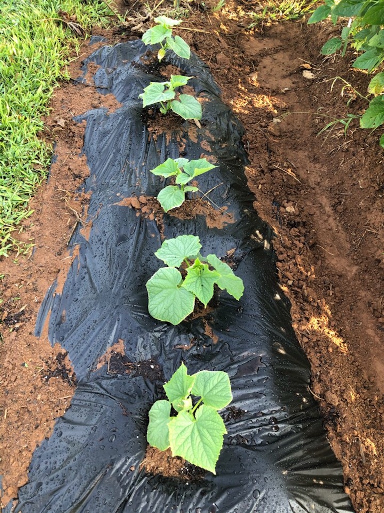 f:id:Toshibo:20210905202853j:image