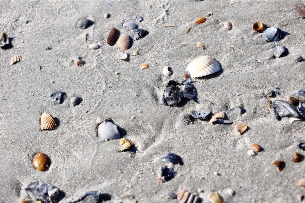 f:id:Toshibo:20211206072625j:image