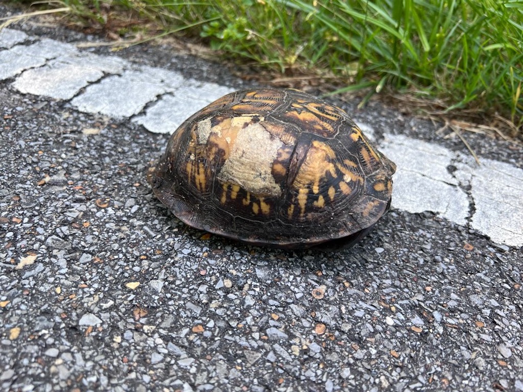 f:id:Toshibo:20220515232218j:image