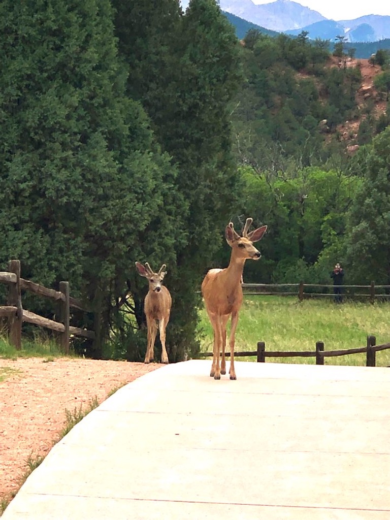 f:id:Toshibo:20220714071901j:image f:id:Toshibo:20220714071901j:image