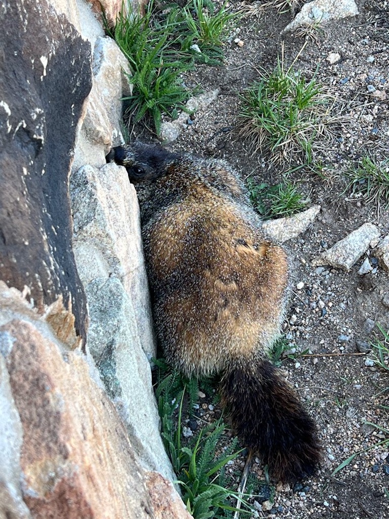 f:id:Toshibo:20220716101147j:image