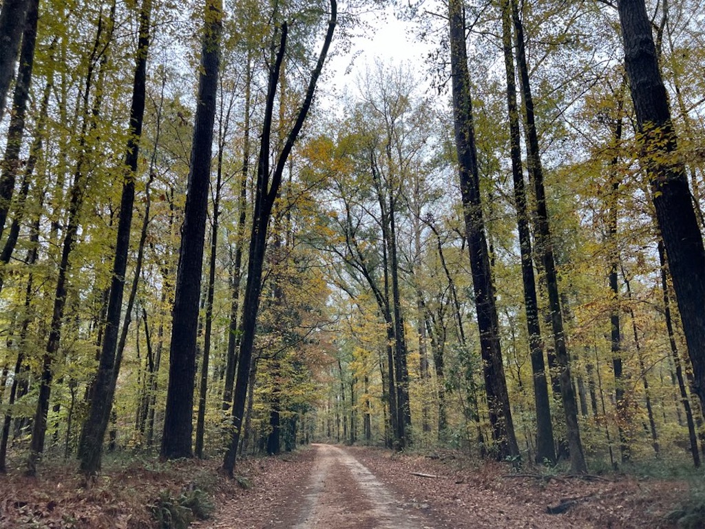 f:id:Toshibo:20221204120956j:image