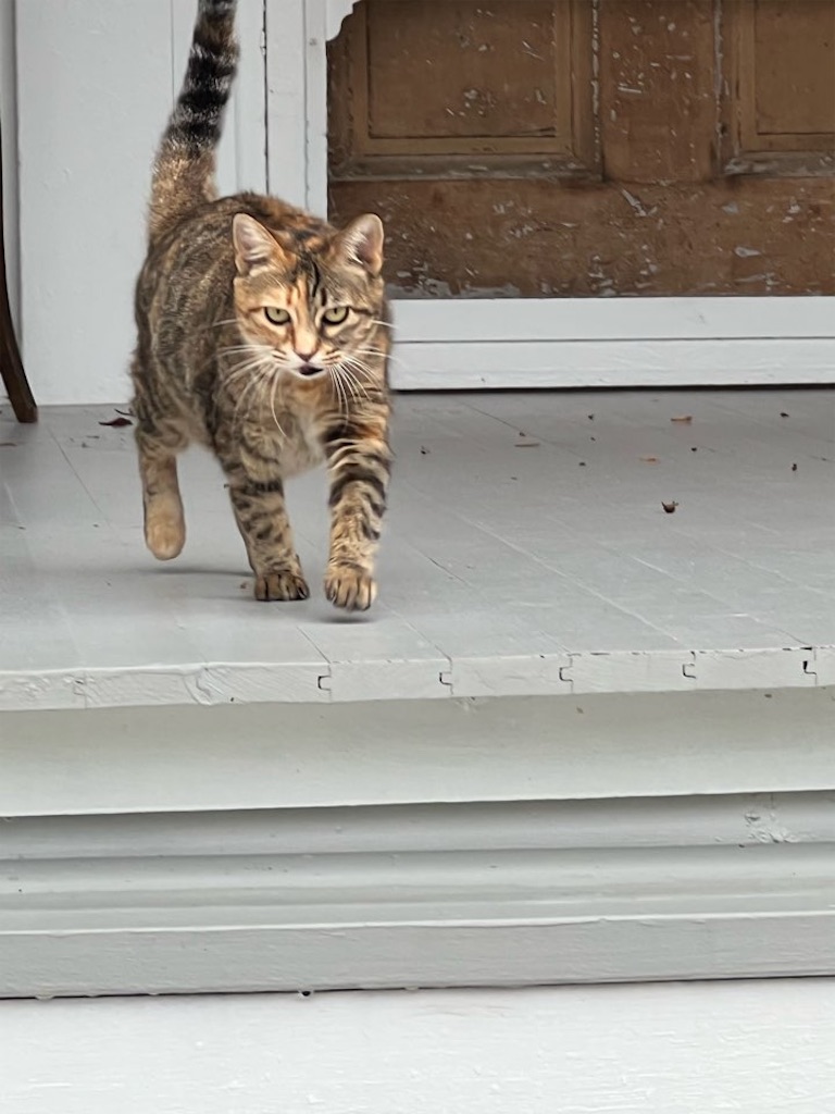 f:id:Toshibo:20221204121004j:image