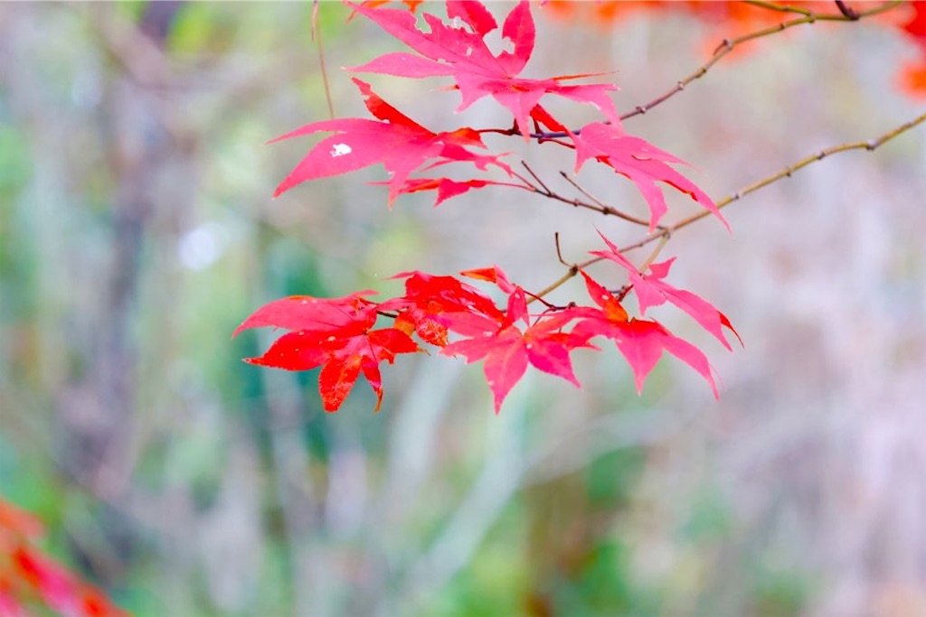 f:id:Toshibo:20221204121008j:image