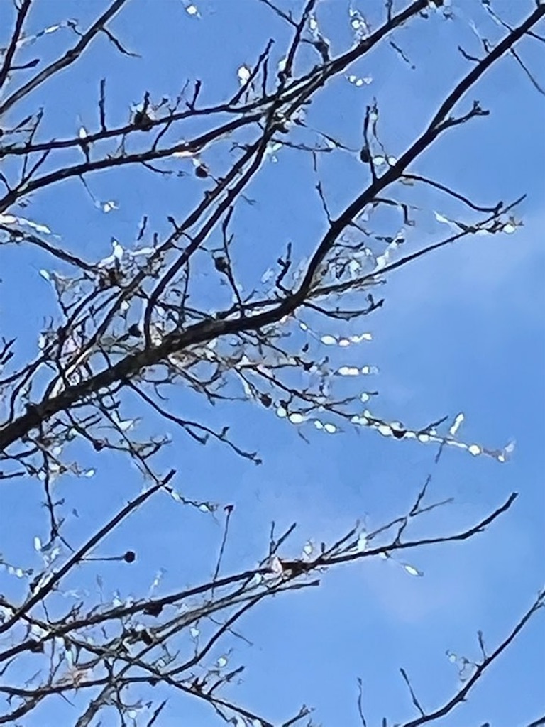 f:id:Toshibo:20230203085841j:image