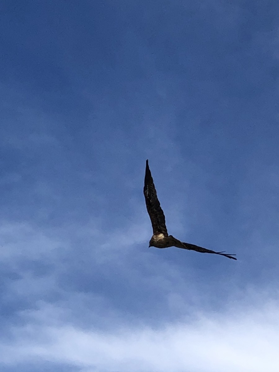 f:id:Tottetsuketa:20211026234139j:plain