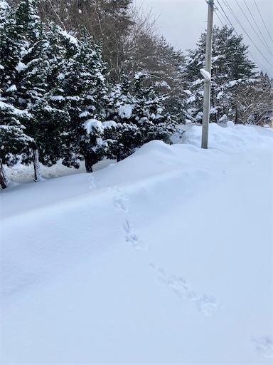 f:id:ToukoFujinomiya:20210102161219j:image f:id:ToukoFujinomiya:20210102161219j:image