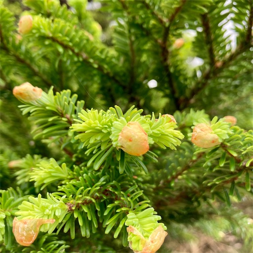 f:id:ToukoFujinomiya:20210716053122j:image f:id:ToukoFujinomiya:20210716053122j:image