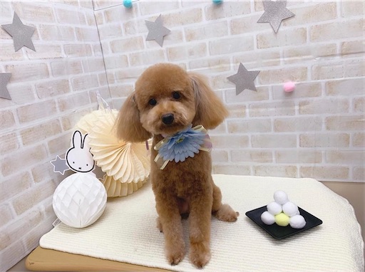 f:id:ToukoFujinomiya:20210922202200j:image f:id:ToukoFujinomiya:20210922202200j:image