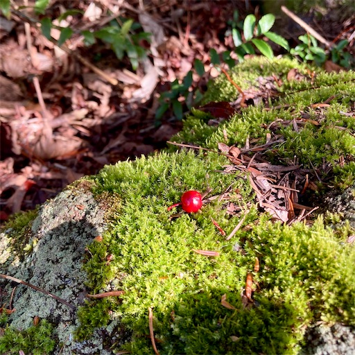 f:id:ToukoFujinomiya:20210929185436j:image f:id:ToukoFujinomiya:20210929185436j:image