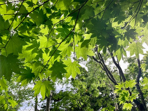 f:id:ToukoFujinomiya:20220712152738j:image f:id:ToukoFujinomiya:20220712152738j:image