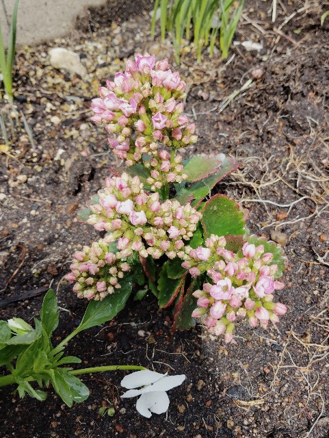 f:id:ToukoFujinomiya:20250419133740j:image f:id:ToukoFujinomiya:20250419133740j:image