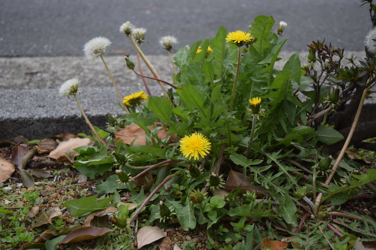f:id:TownwalkDuck:20190608133816j:plain f:id:TownwalkDuck:20190608133816j:plain