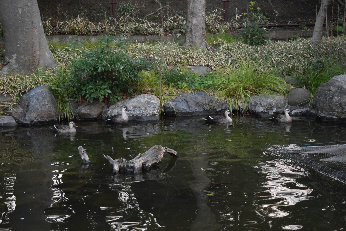f:id:TownwalkDuck:20190704135705j:plain f:id:TownwalkDuck:20190704135705j:plain
