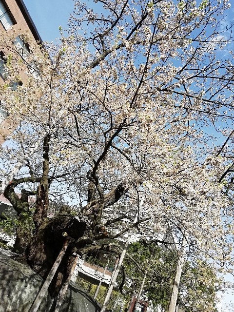 f:id:Toyadanydk_26:20200429125123j:image f:id:Toyadanydk_26:20200429125123j:image