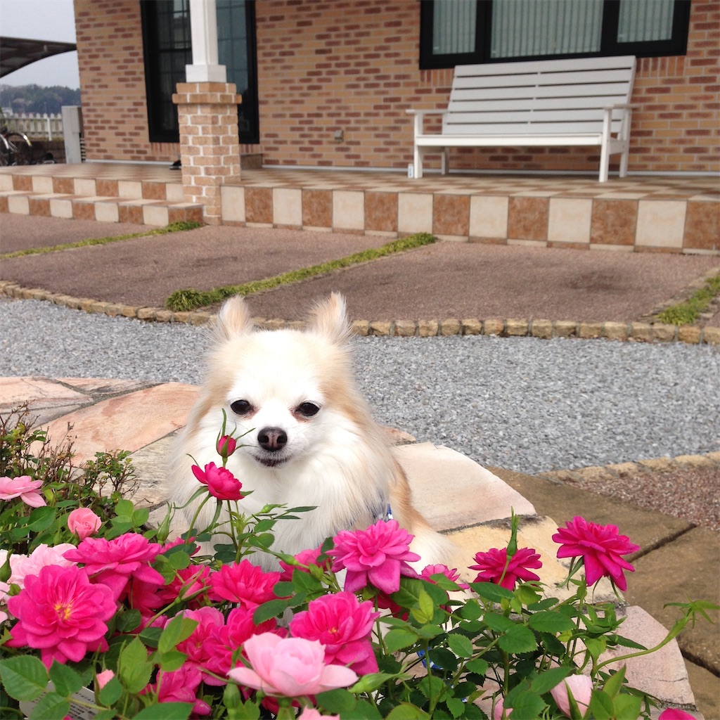 f:id:Toyoyo:20210514131750j:plain