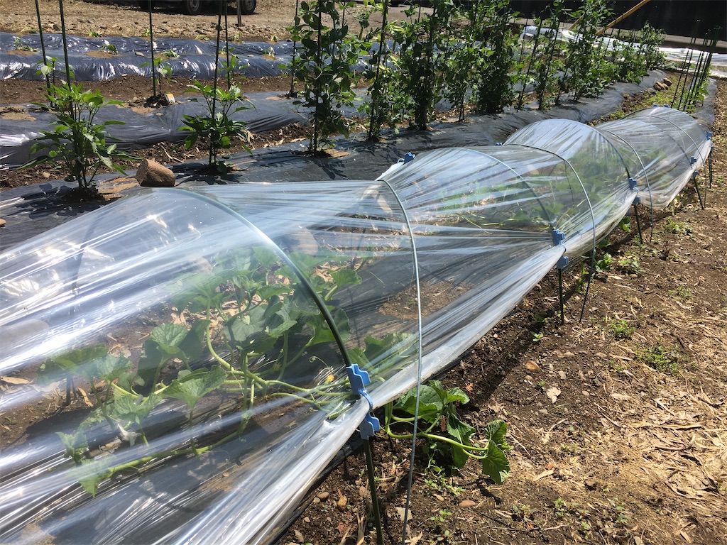 f:id:Toyoyo:20210524153608j:plain