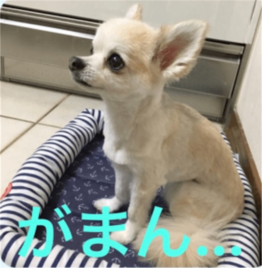 f:id:Toyoyo:20220420151629j:image