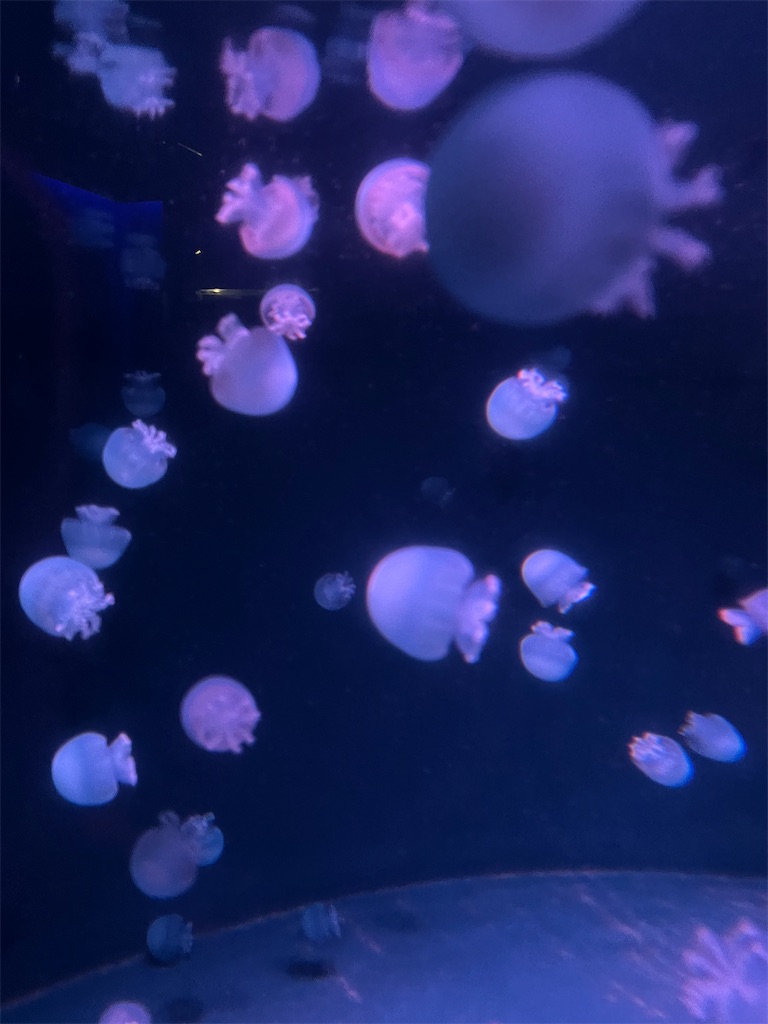 f:id:Toyoyo:20241105153313j:image