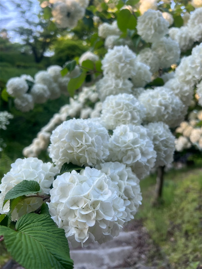 f:id:Toyoyo:20260521120518j:image