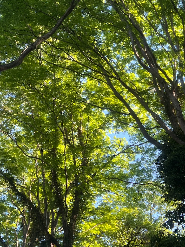 f:id:Toyoyo:20260521120542j:image