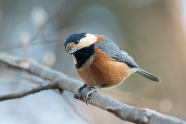 f:id:Tpong:20031228133316j:image