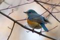 [野鳥]ルリビタキ♂