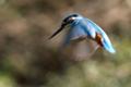 [野鳥][飛翔]カワセミ♂のジタバタホバリング