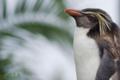 [飼育動物]イワトビペンギン（油壺マリンパーク）