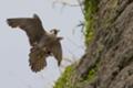 [野鳥][飛翔]獲物を鷲掴みのハヤブサ　エアブレーキ