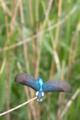 [野鳥][飛翔]カワセミのダイブ　お茶の水博士かも知れない