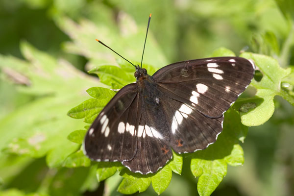 f:id:Tpong:20060521110436j:image