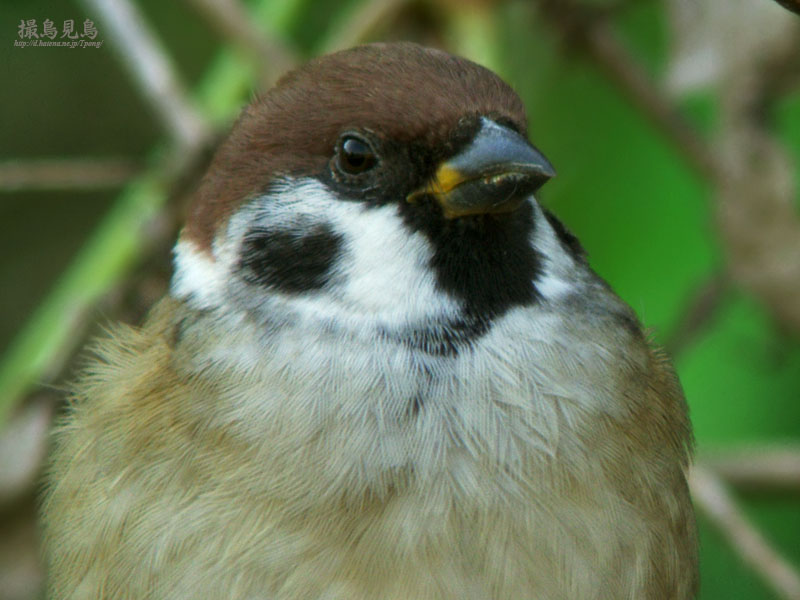 個別「[野鳥]スズメの肖像」の写真、画像 撮鳥見鳥 fotolife