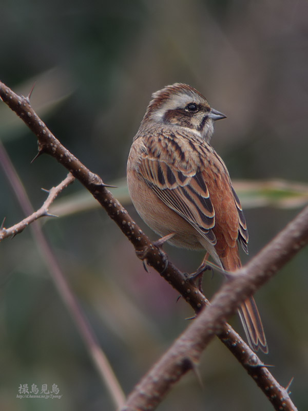 f:id:Tpong:20070221102314j:image