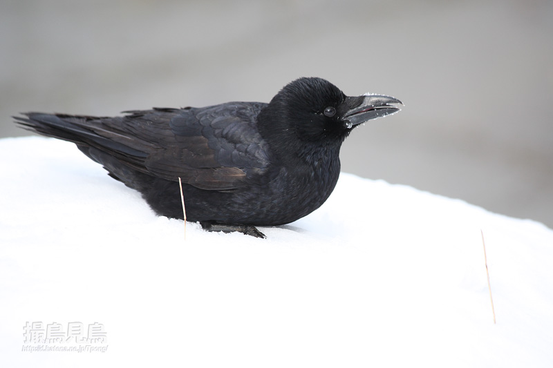 雪で遊ぶハシブトガラス