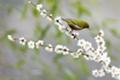 [野鳥][花＆メジロ]ウメの開花にはりきるメジロ