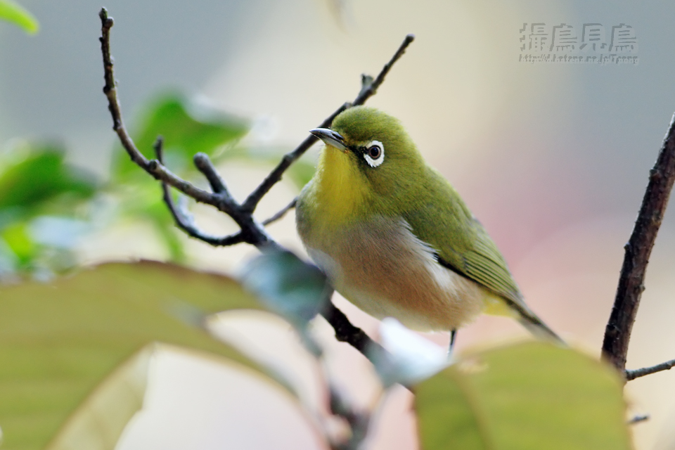 目白(メジロ) - 撮鳥見鳥 Toridori-Midori その弐