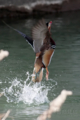 [野鳥][飛翔]オシドリは水陸両用VTOL