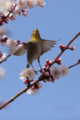 [野鳥][花＆メジロ][飛翔]花から花へ　メジロの季節