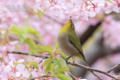 [野鳥][花＆メジロ]サクラ三昧 メジロ三昧 その参