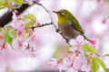 [野鳥][花＆メジロ]早咲き桜とメジロ