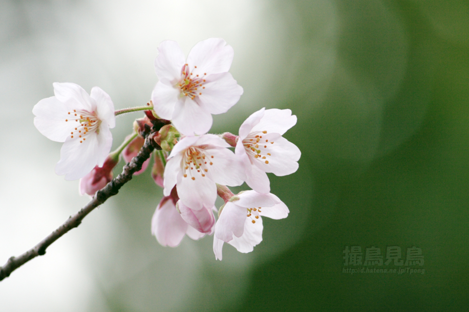 f:id:Tpong:20090407000154j:image:w640